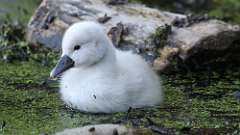 118: 2024-05-16-swan 0C3_0775