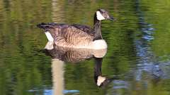 121: 2024-05-18-goose 0C3_0679