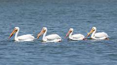 123: 2024-05-19-American white pelican 0C3_0331