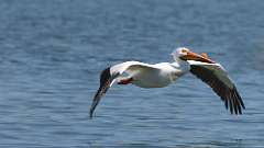 124: 2024-05-19-American white pelican 0C3_0346