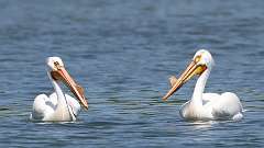 125: 2024-05-19-American white pelican 0C3_0716