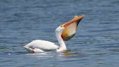 127: 2024-05-19-American white pelican 0C3_1060