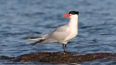 128: 2024-05-19-Caspian Tern 0C3_3165