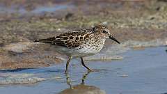 131: 2024-05-19-Least Sandpiper 0C3_2291