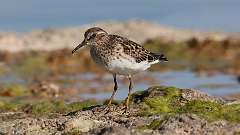 132: 2024-05-19-Least Sandpiper 0C3_2593