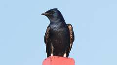 135: 2024-05-19-Purple Martin 0C3_2914