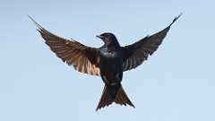 138: 2024-05-19-Purple Martin 0C3_3698