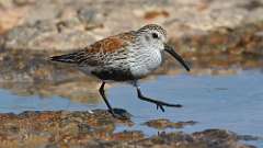 129: 2024-05-19-dunlin 0C3_1761