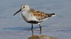 130: 2024-05-19-dunlin 0C3_1895