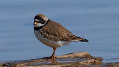 133: 2024-05-19-plover 0C3_2144