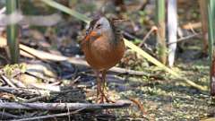 141: 2024-05-20-Virginia Rail 0C3_0544