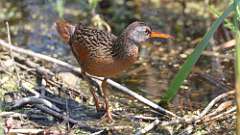 142: 2024-05-20-Virginia Rail 0C3_0556