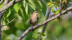 143: 2024-05-21-House Wren 0C3_0085