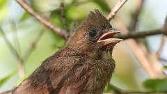 144: 2024-05-21-Northern Cardinal 0C3_0039