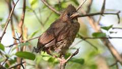 145: 2024-05-21-Northern Cardinal 0C3_0045