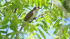 146: 2024-05-24-Black-billed Cuckoo 0C3_0054