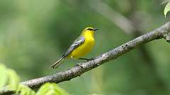 147: 2024-05-24-Blue-winged Warbler 0C3_0136