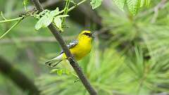 148: 2024-05-24-Blue-winged Warbler 0C3_0271