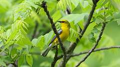 149: 2024-05-24-Blue-winged Warbler 0C3_0478