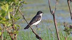 150: 2024-05-24-Eastern Kingbird 0C3_0591