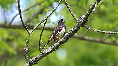 151: 2024-05-24-Eastern Towhee 0C3_0409