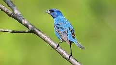 152: 2024-05-24-Indigo Bunting 0C3_0191