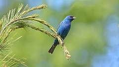 153: 2024-05-24-Indigo Bunting 0C3_0441