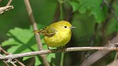 156: 2024-05-26-Yellow Warbler 0C3_0056