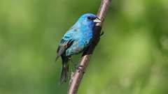 157: 2024-05-27-Indigo Bunting 0C3_0194