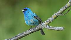 158: 2024-05-27-Indigo Bunting 0C3_0935