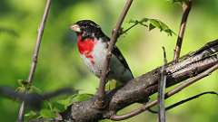 160: 2024-05-27-Rose-breasted Grosbeak 0C3_0815