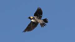 161: 2024-05-29-bobolink 0C3_0235