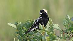 162: 2024-05-29-bobolink 0C3_0421