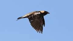 163: 2024-05-29-bobolink 0C3_0501