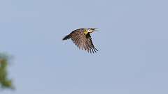 164: 2024-05-29-eastern meadowlark 0C3_0090