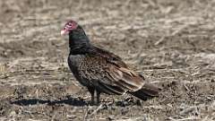 165: 2024-05-29-turkey vulture 0C3_0058