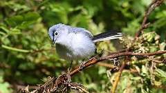 166: 2024-05-30-Blue-gray Gnatcatcher 0C3_0910