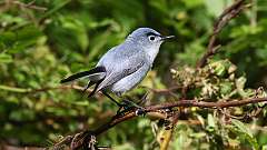 167: 2024-05-30-Blue-gray Gnatcatcher 0C3_0923