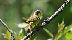 168: 2024-05-30-Common Yellowthroat 0C3_0275