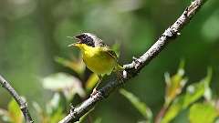 169: 2024-05-30-Common Yellowthroat 0C3_0293