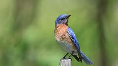 170: 2024-05-30-Eastern Bluebird 0C3_0379