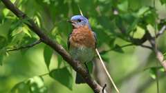 171: 2024-05-30-Eastern Bluebird 0C3_0529