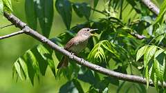 172: 2024-05-30-House Wren 0C3_0439