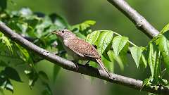 173: 2024-05-30-House Wren 0C3_0511