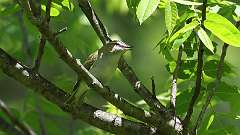 175: 2024-05-30-Red-eyed Vireo 0C3_0160