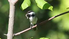 176: 2024-05-31-Black-capped Chickadee 0C3_0010