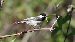 177: 2024-05-31-Black-capped Chickadee 0C3_0025