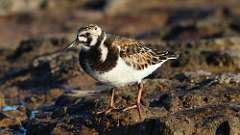 178: 2024-05-31-Ruddy Turnstone 0C3_0902