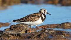 179: 2024-05-31-Ruddy Turnstone 0C3_1188