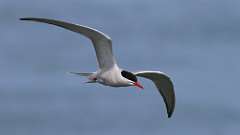 180: 2024-06-01-Common Tern 0C3_0701